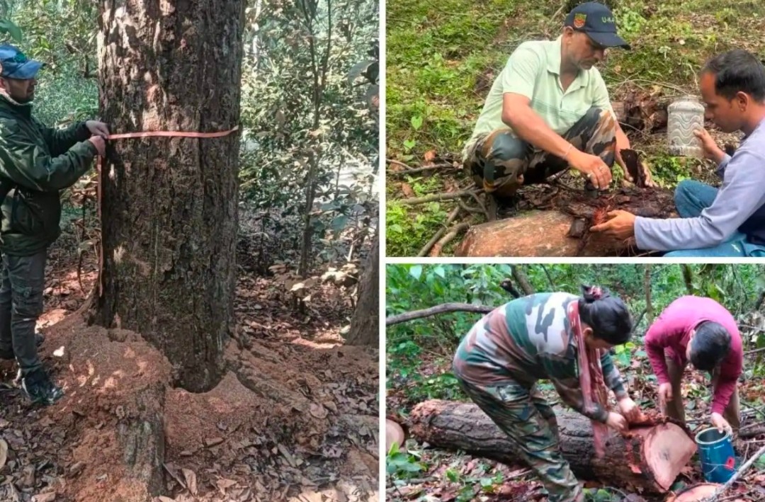 Uttarakhand Sal Forests Under Threat: Hoplo Beetle Infests Over 20,000 Trees, 4 Lakh Beetles Trapped
